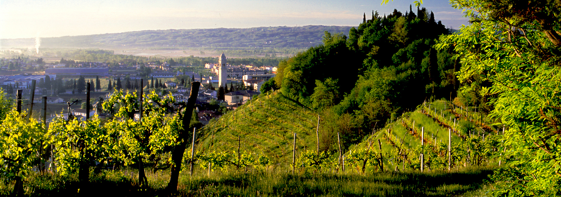 Andreola miglior Produttore Italiano all'IWSC di Londra